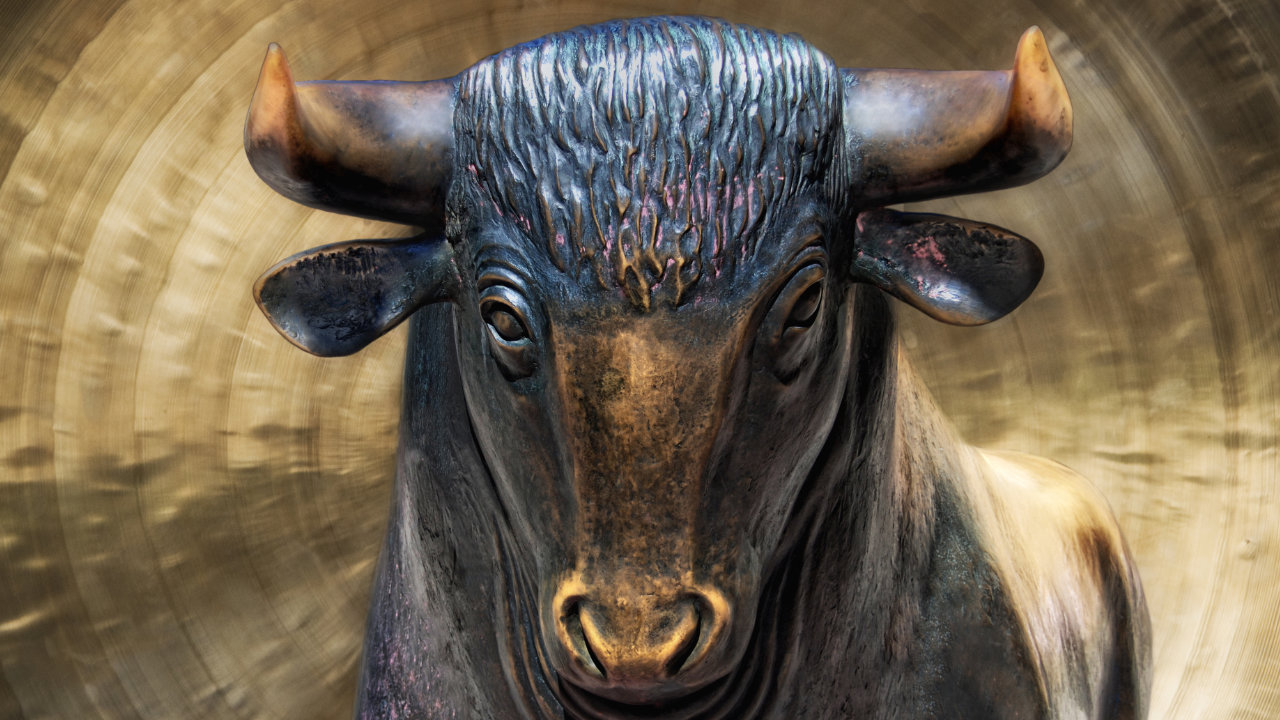 bull