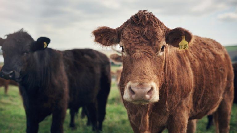 cowbrazil-768x432-1
