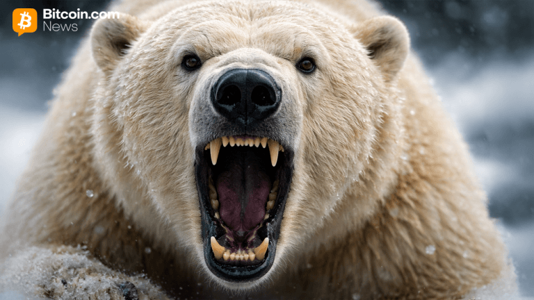ddddbears-768x432-1
