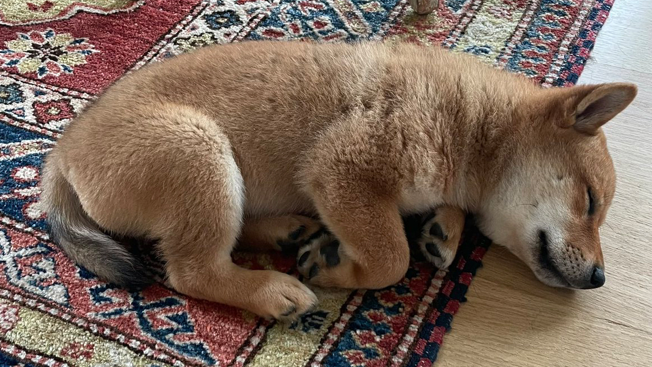 elon-musks-new-puppy-tweet-sends-shiba-floki-token-soaring-floki-jumps-more-than-900-in-24-hours