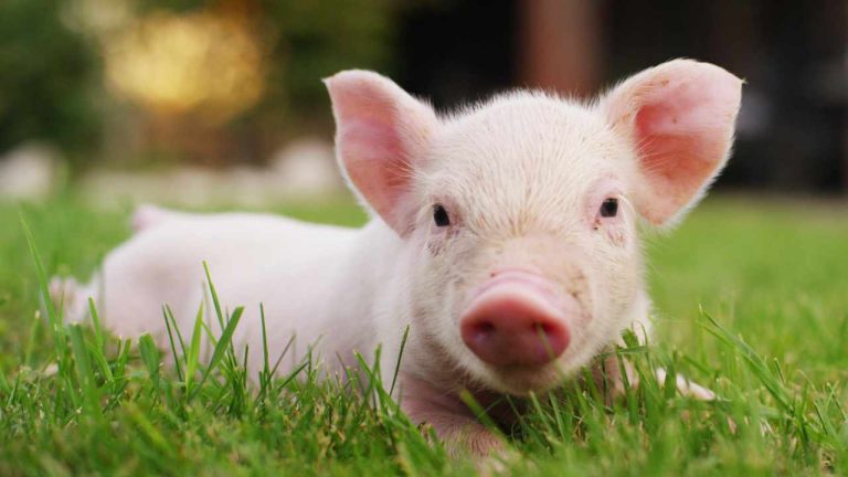 fbi-pig-butchering-768x432-1