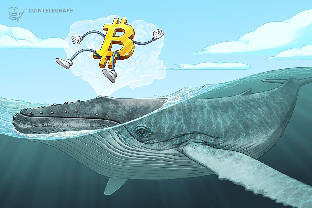 hi-who-is-the-whale-from-2018