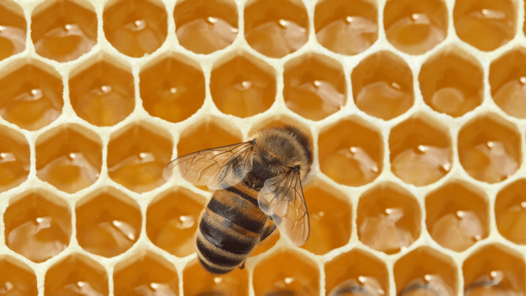 in-1984-nasa-sent-3301-bees-to-space-and-they-built-comb-in-seven-days-768x432-1