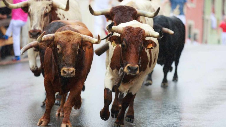 next-bull-run-crypto-768x432-1