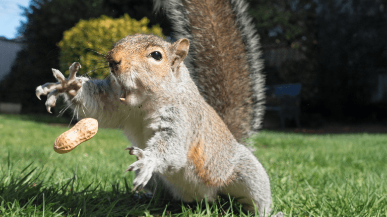 peanut-768x432-1
