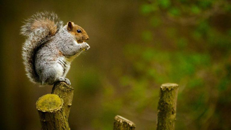 peanut-the-squirrel-owner-vows-to-sue-exchanges-for-pnut-trademark-infringement-768x432-1