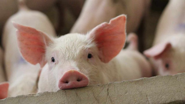 pig-butchering-768x432-1