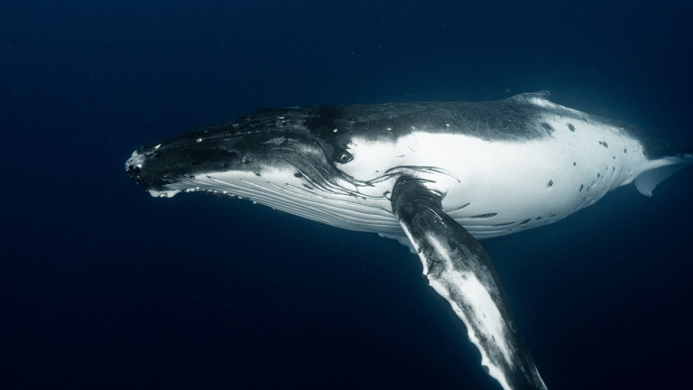 satoshi-era-bitcoin-whale-awakens-moves-48m-in-vintage-btc-768x432-1