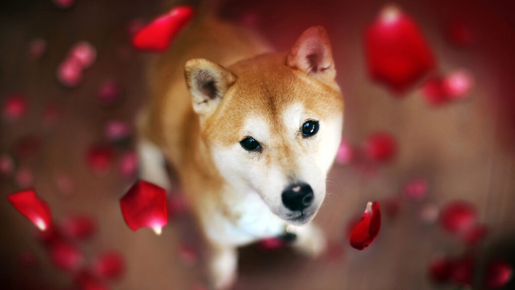 shibccc