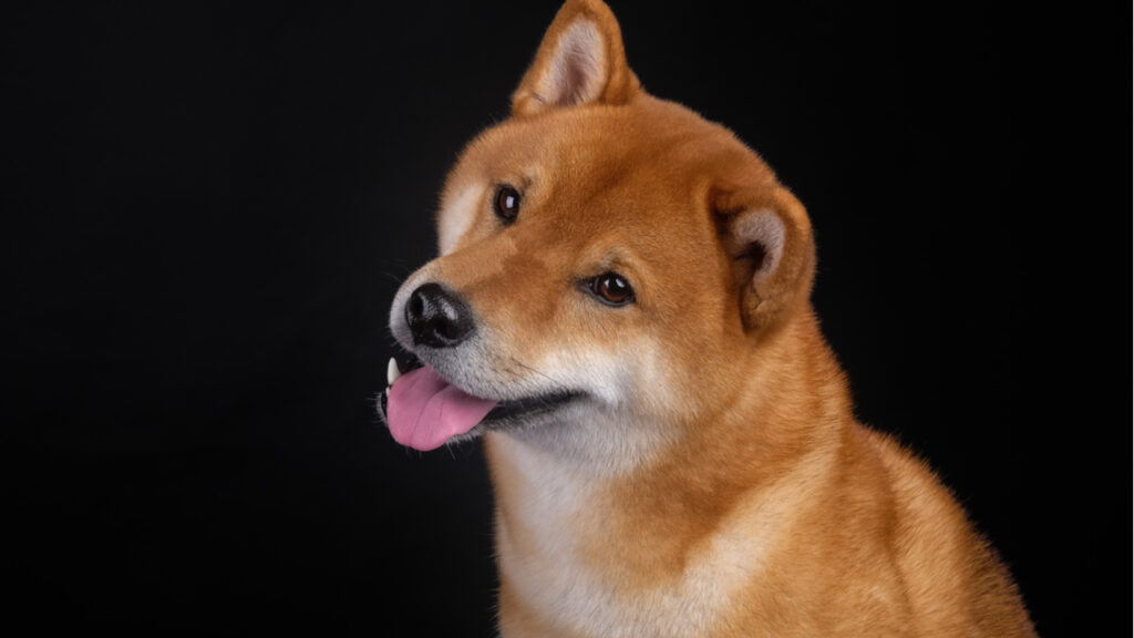 shutterstock_1294898917