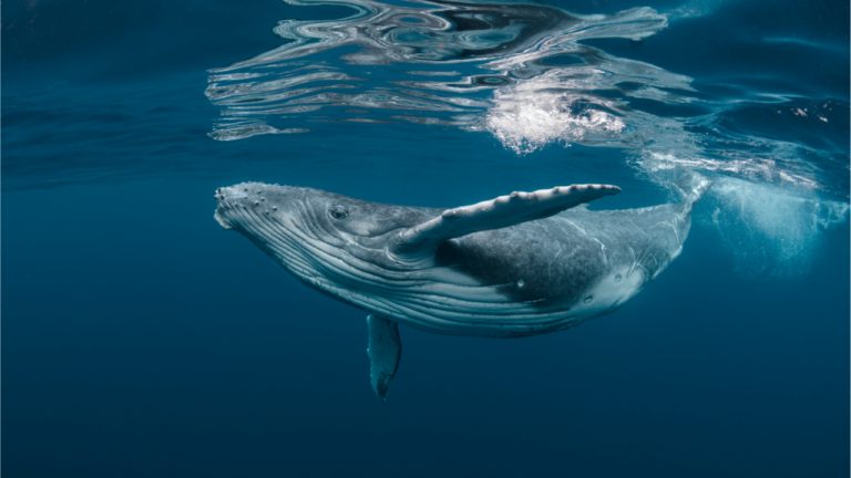 shutterstock_1464435725-768x432-1