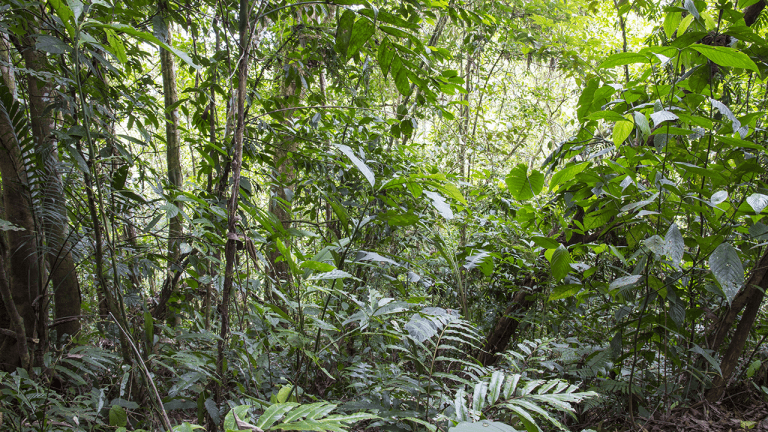 sixteen-years-after-12000-tons-of-orange-peels-a-costa-rica-forest-grew-back-768x432-1