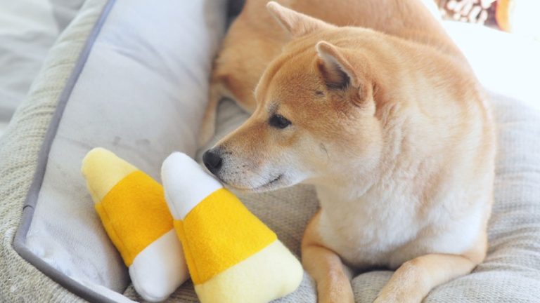 wdoge-768x432-1