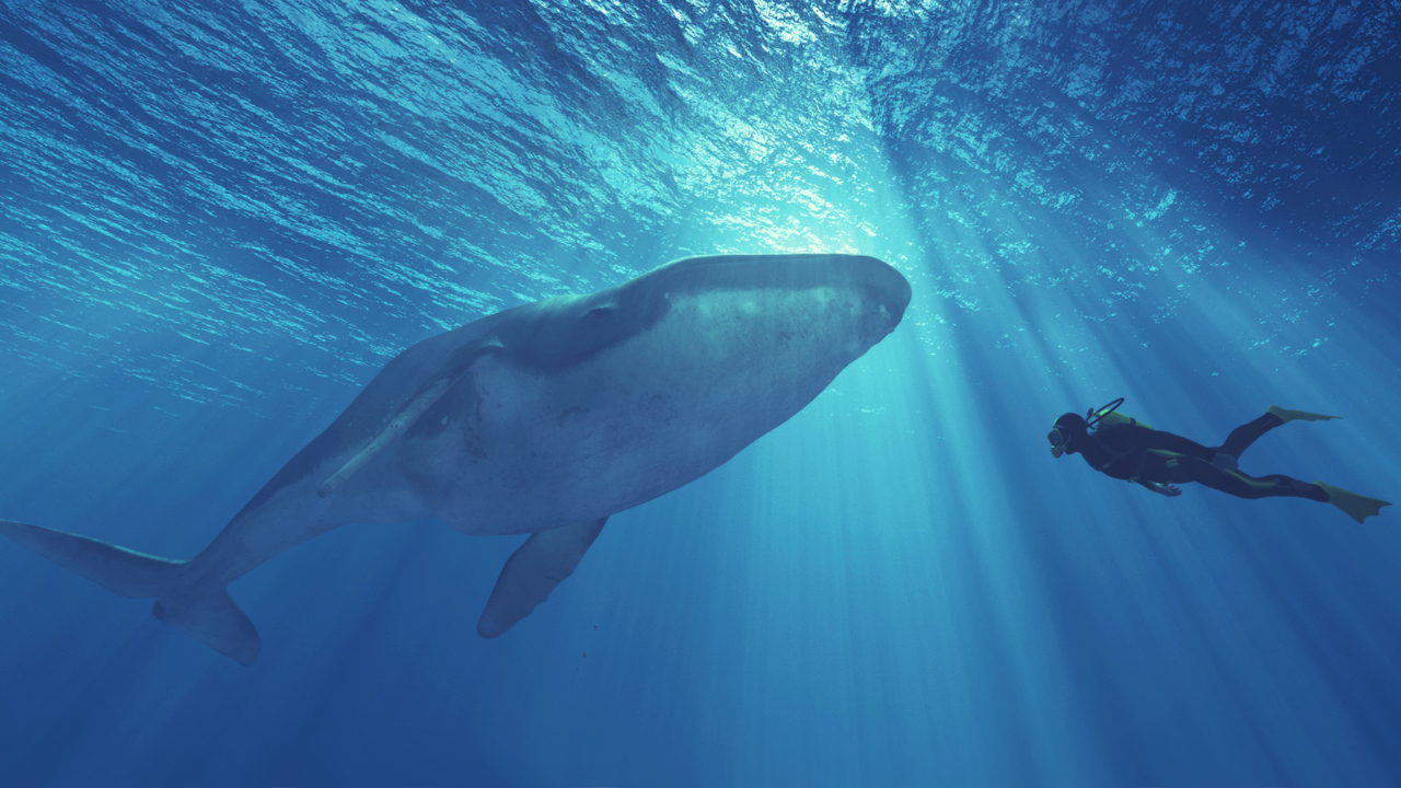 while-speculators-believe-bitcoins-third-largest-wallet-is-a-mystery-whale-onchain-data-suggests-its-an-exchange